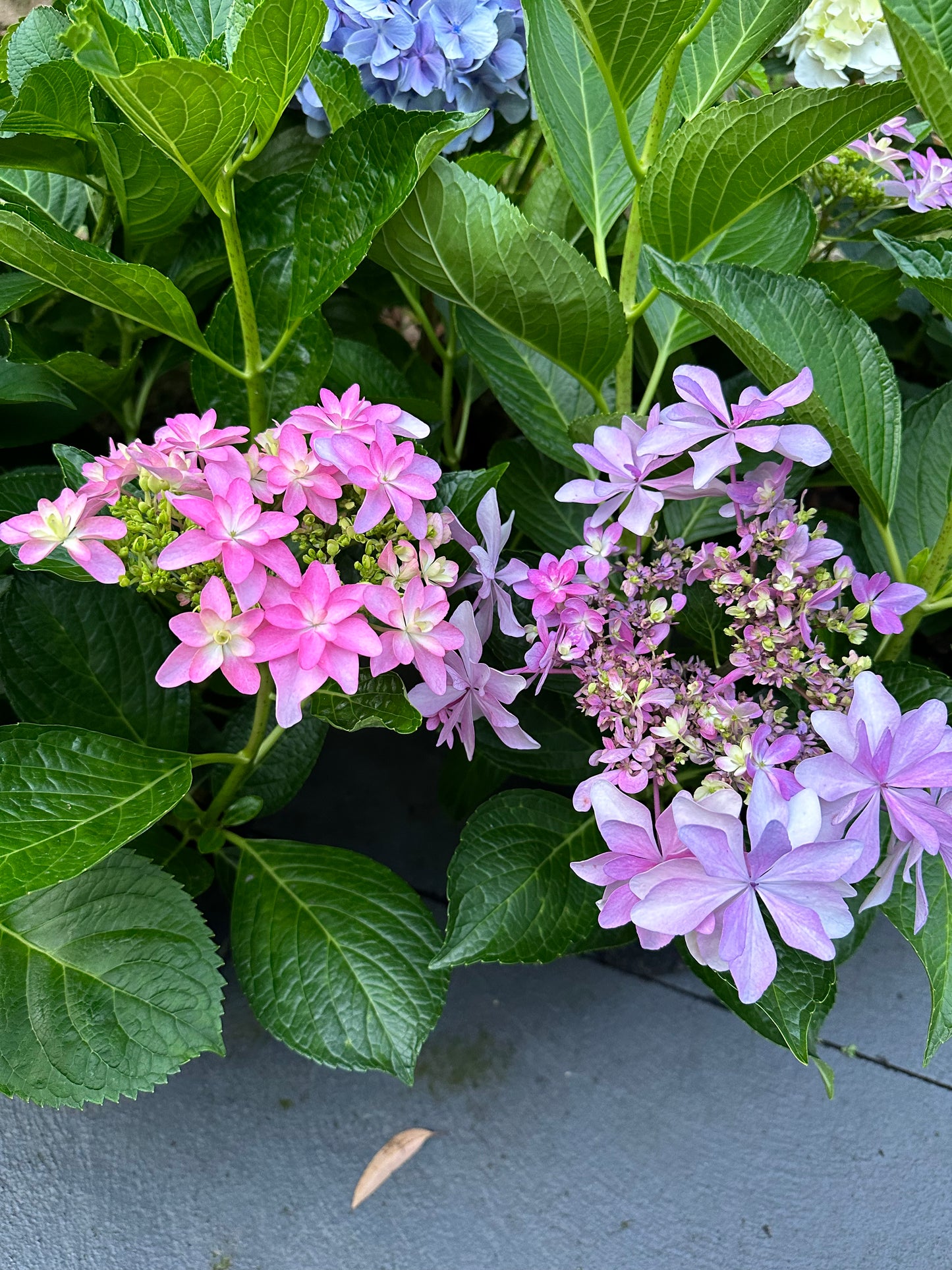 Hydrangea Dance Party