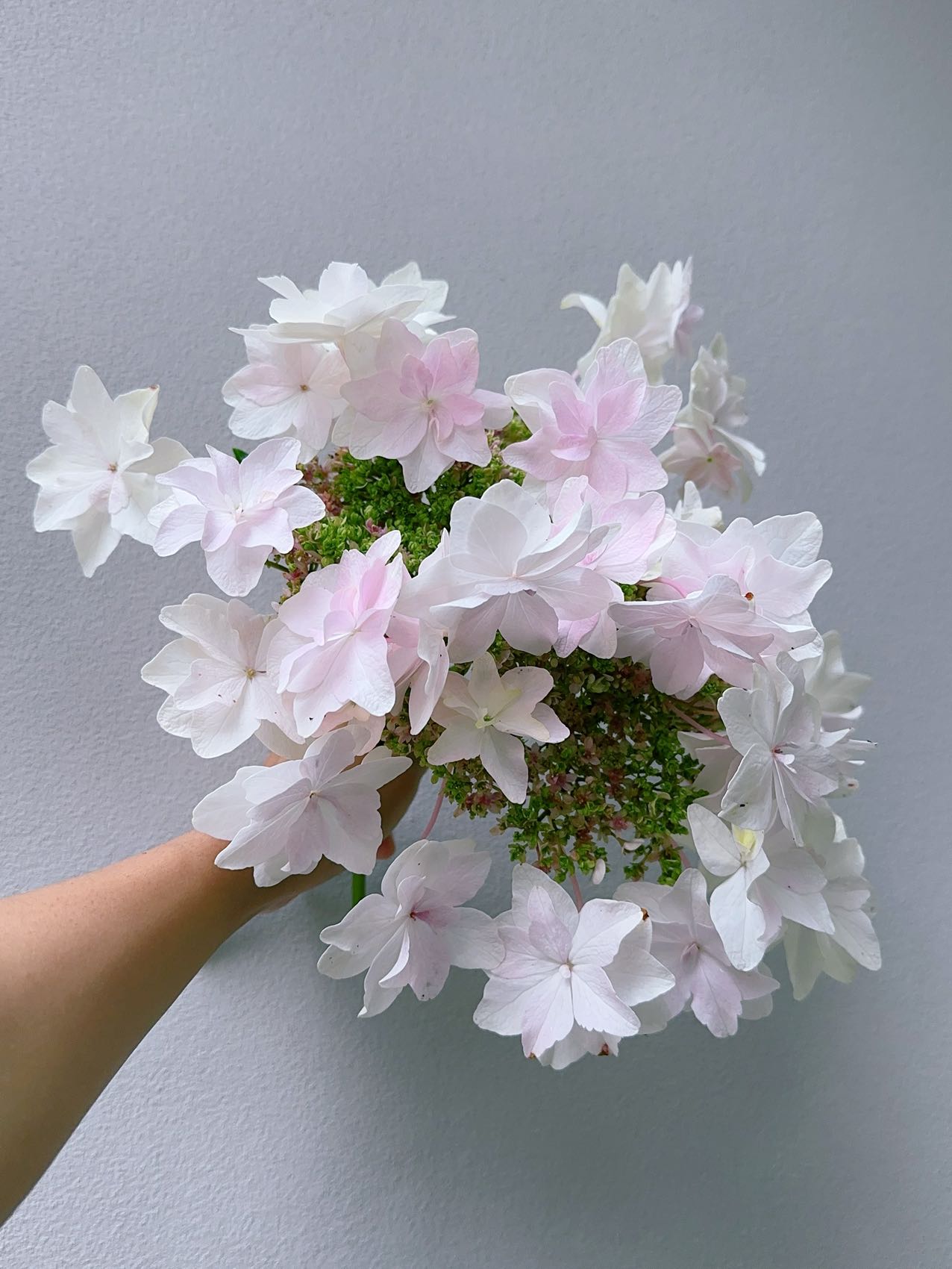 Hydrangea Fuji Waterfall