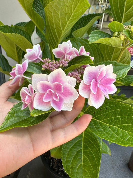 Hydrangea Kopeito