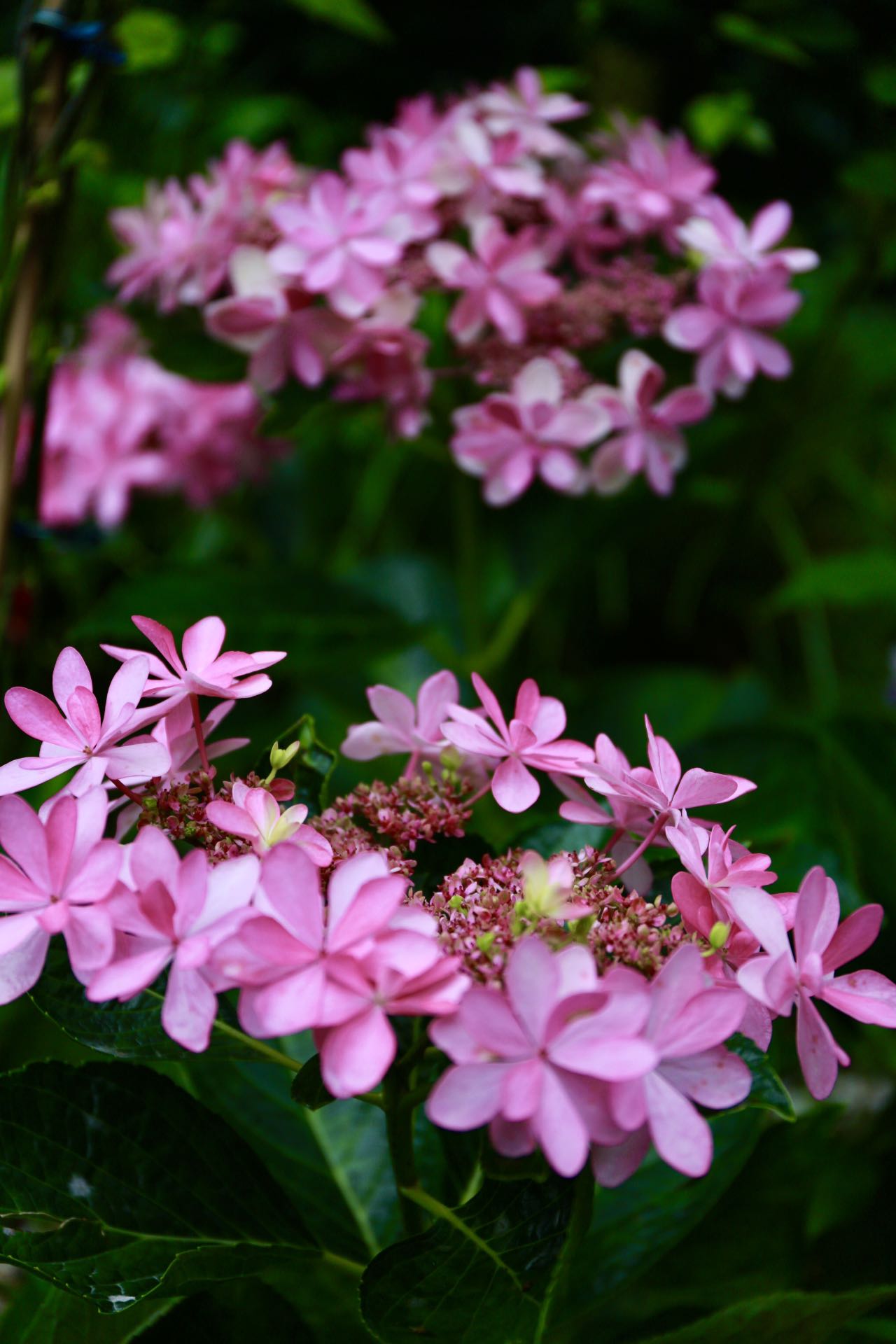 Hydrangea Dance Party