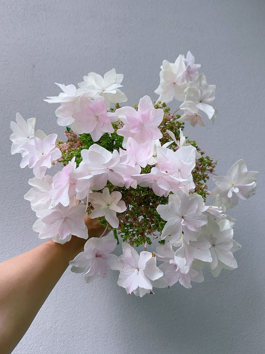 Hydrangea Fuji Waterfall