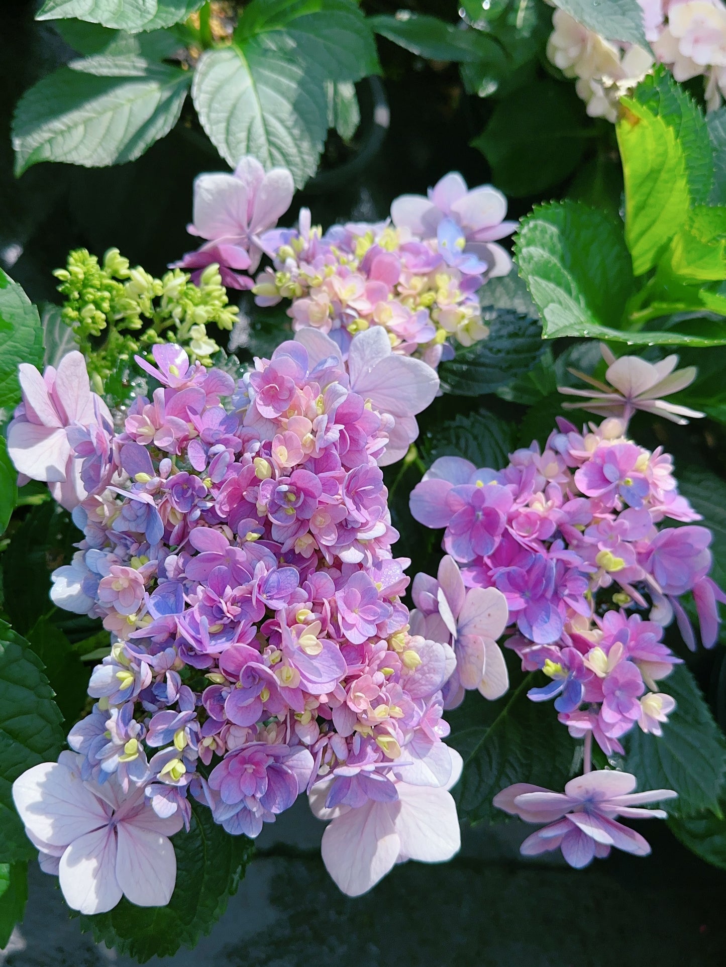 Hydrangea Komachi