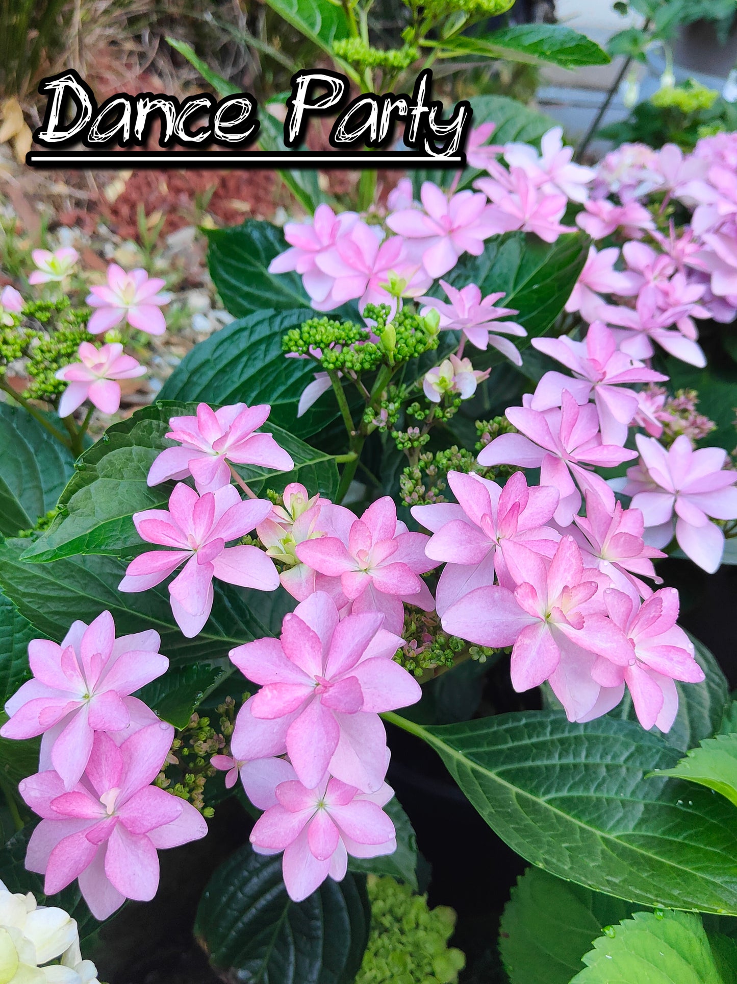 Hydrangea Dance Party