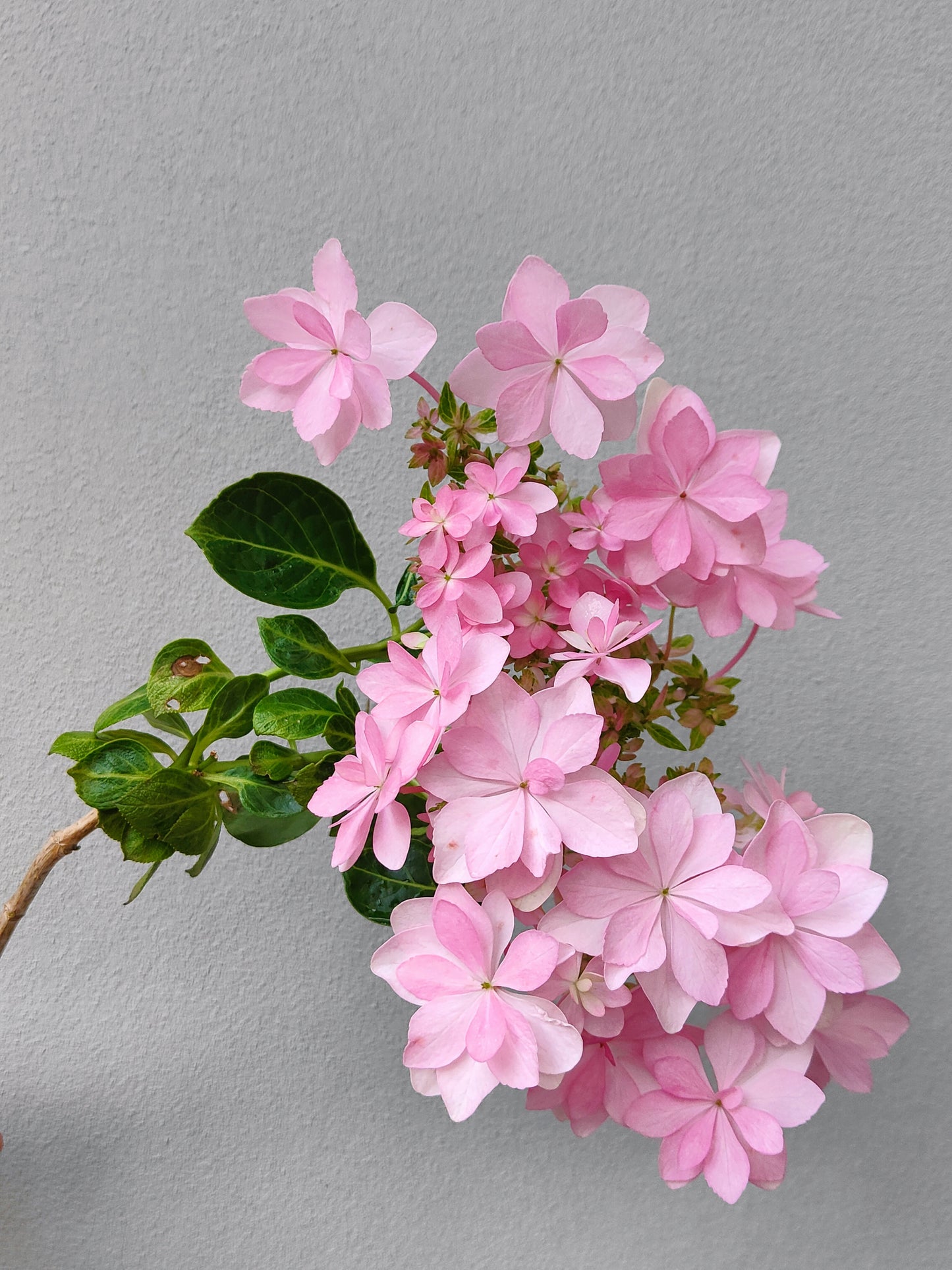 Hydrangea Dance Party