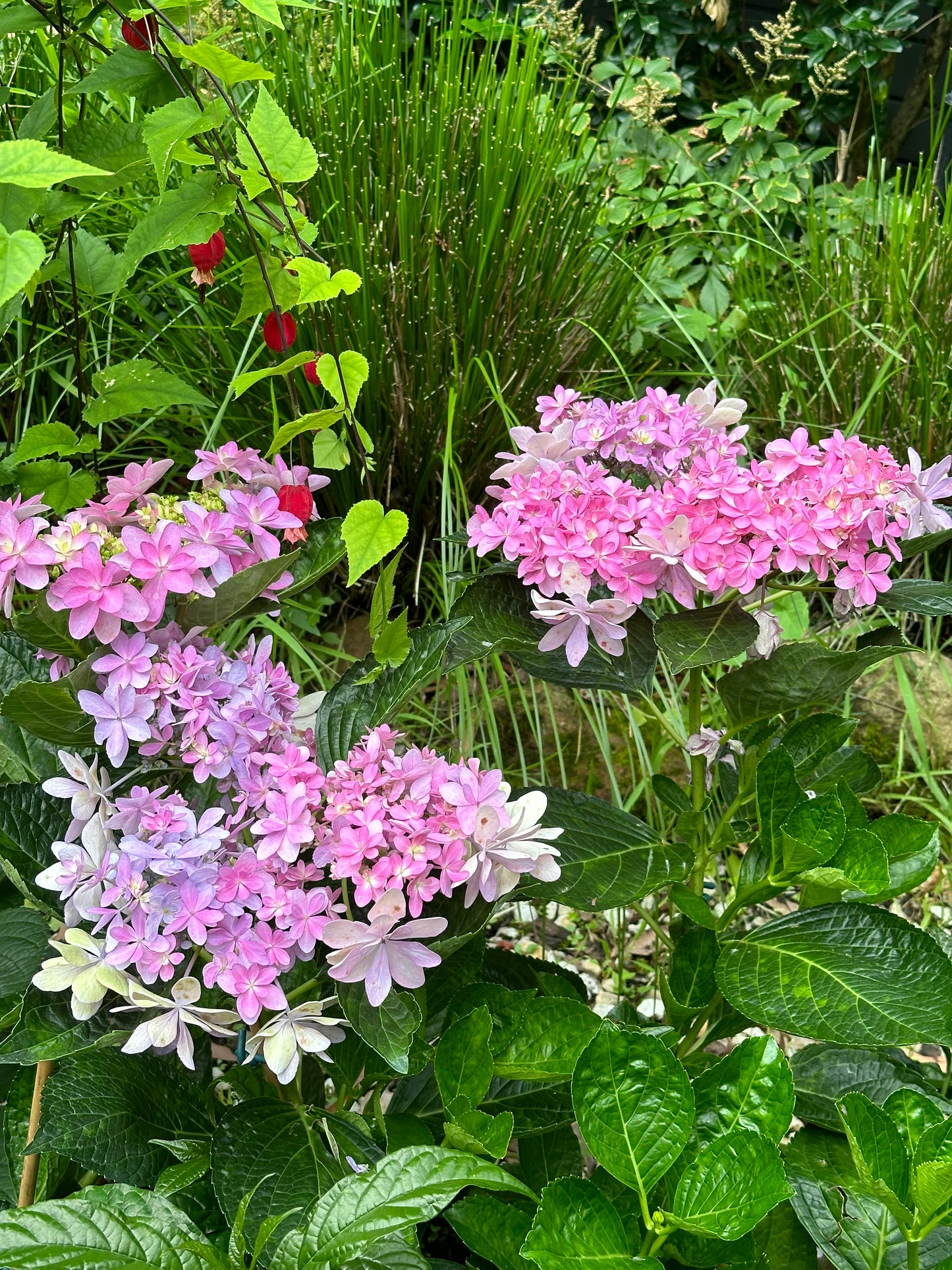 Hydrangea Dance Party