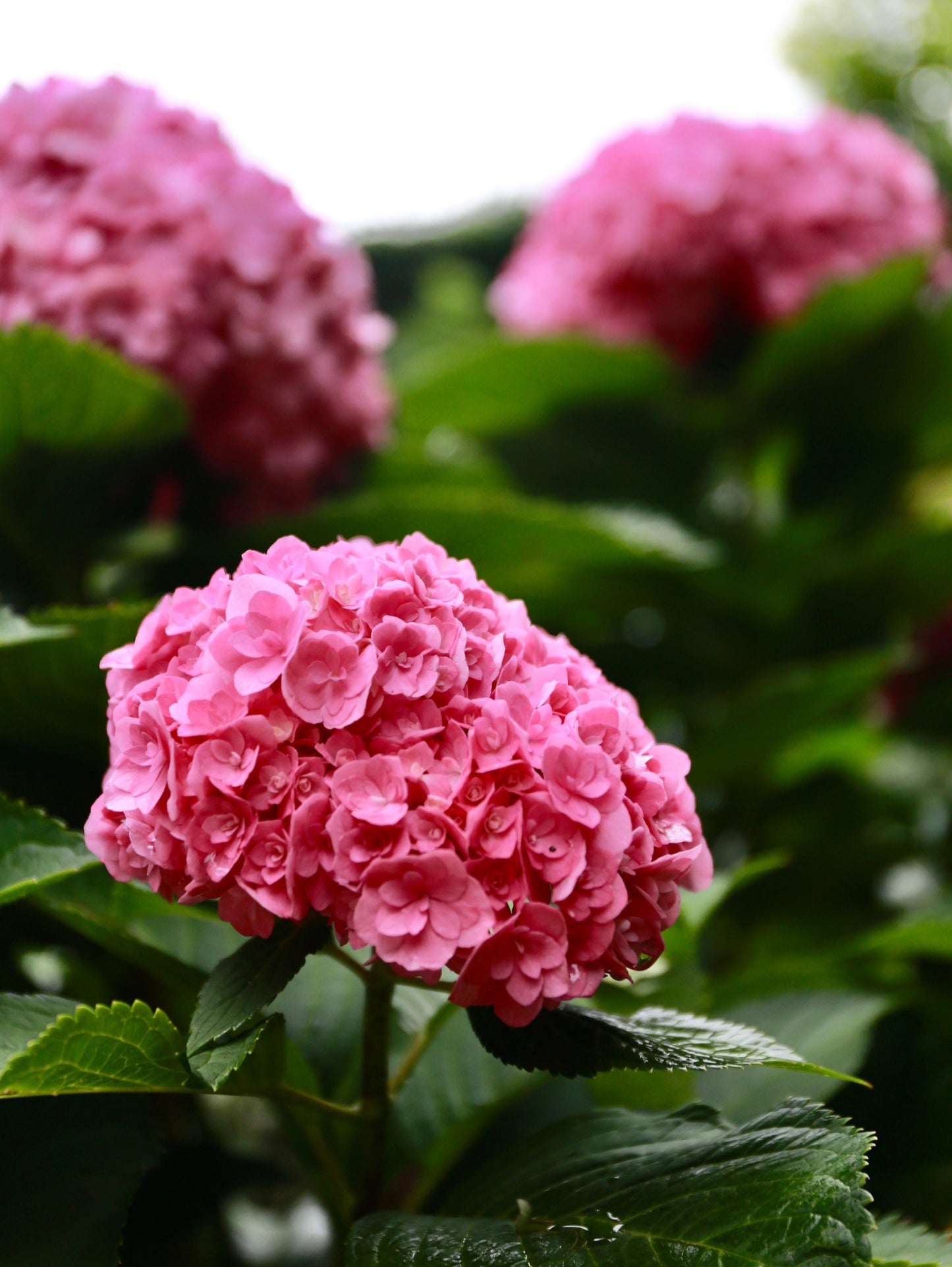 Hydrangea Galaxy