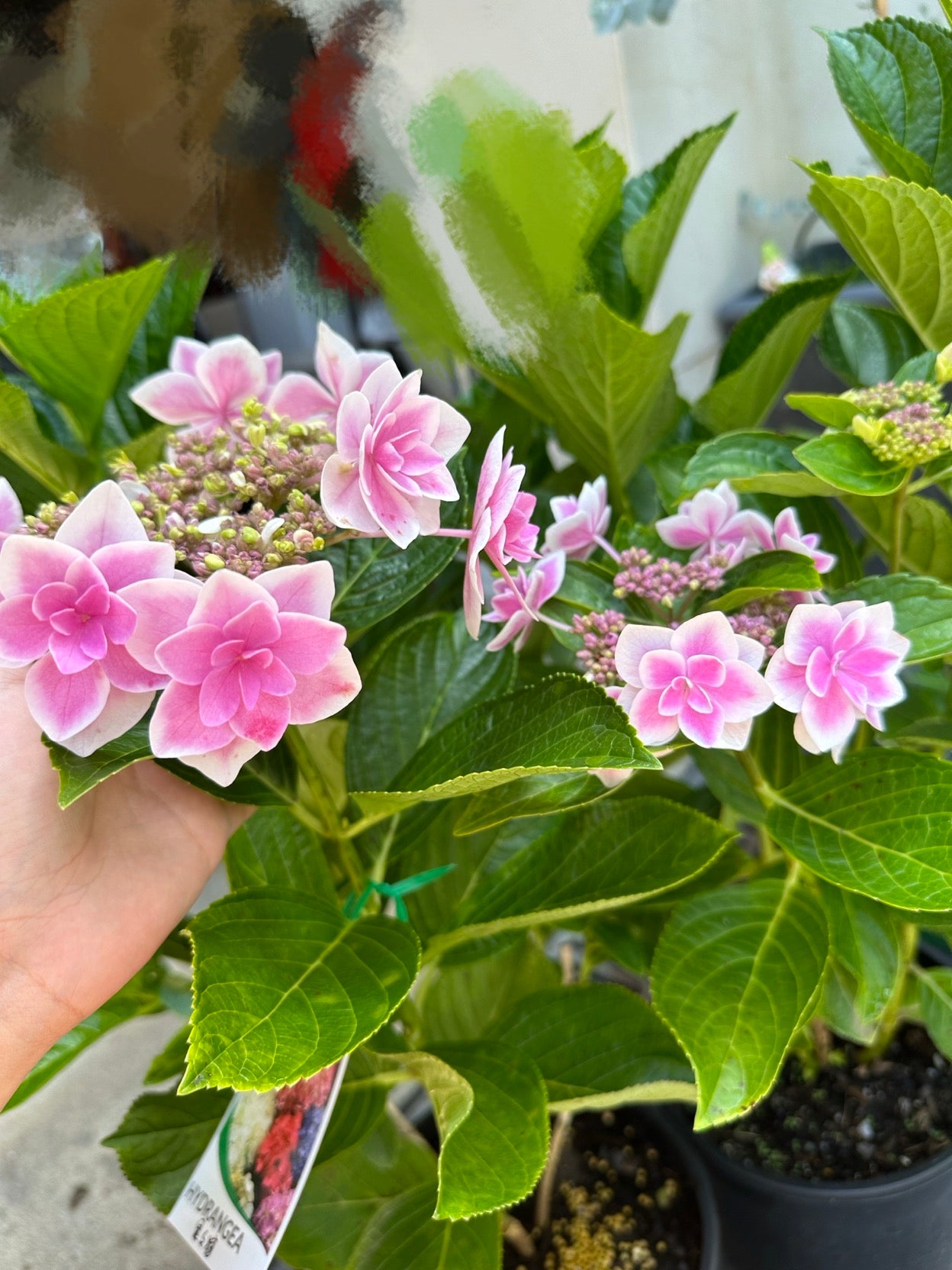 Hydrangea Kopeito