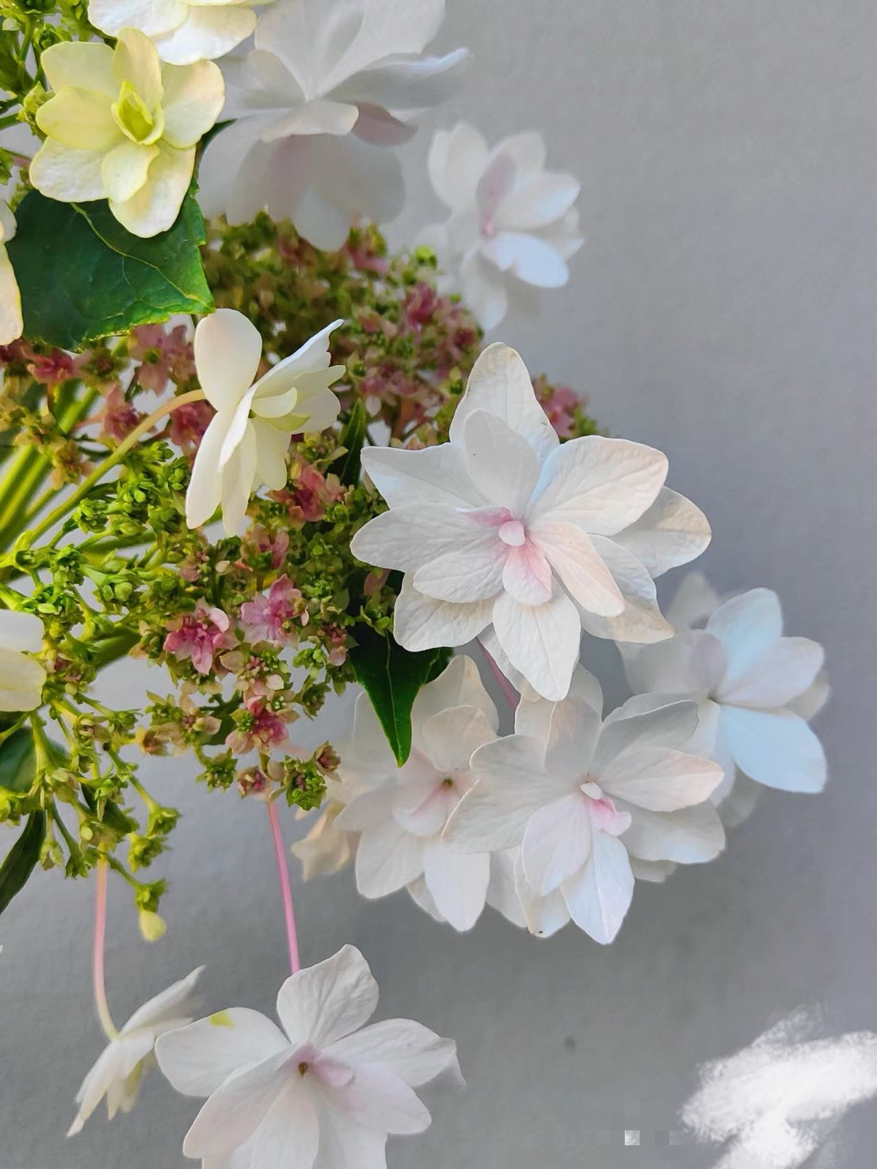 Hydrangea Fuji Waterfall