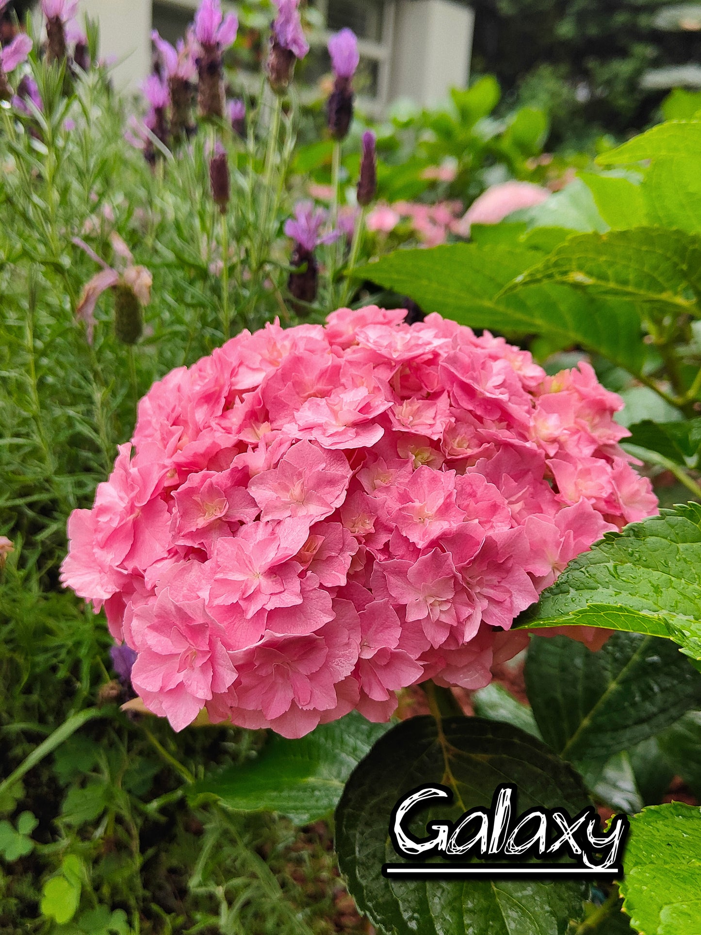 Hydrangea Galaxy