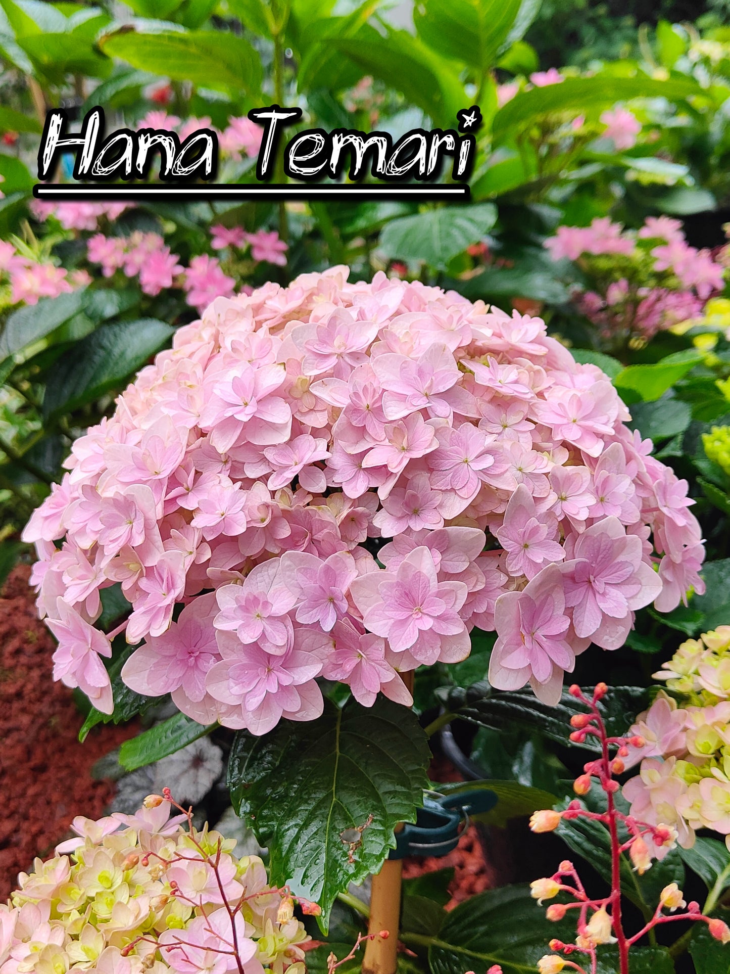 Hydrangea Hana Temari