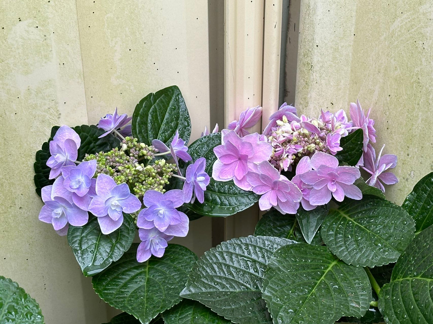 Hydrangea Kopeito