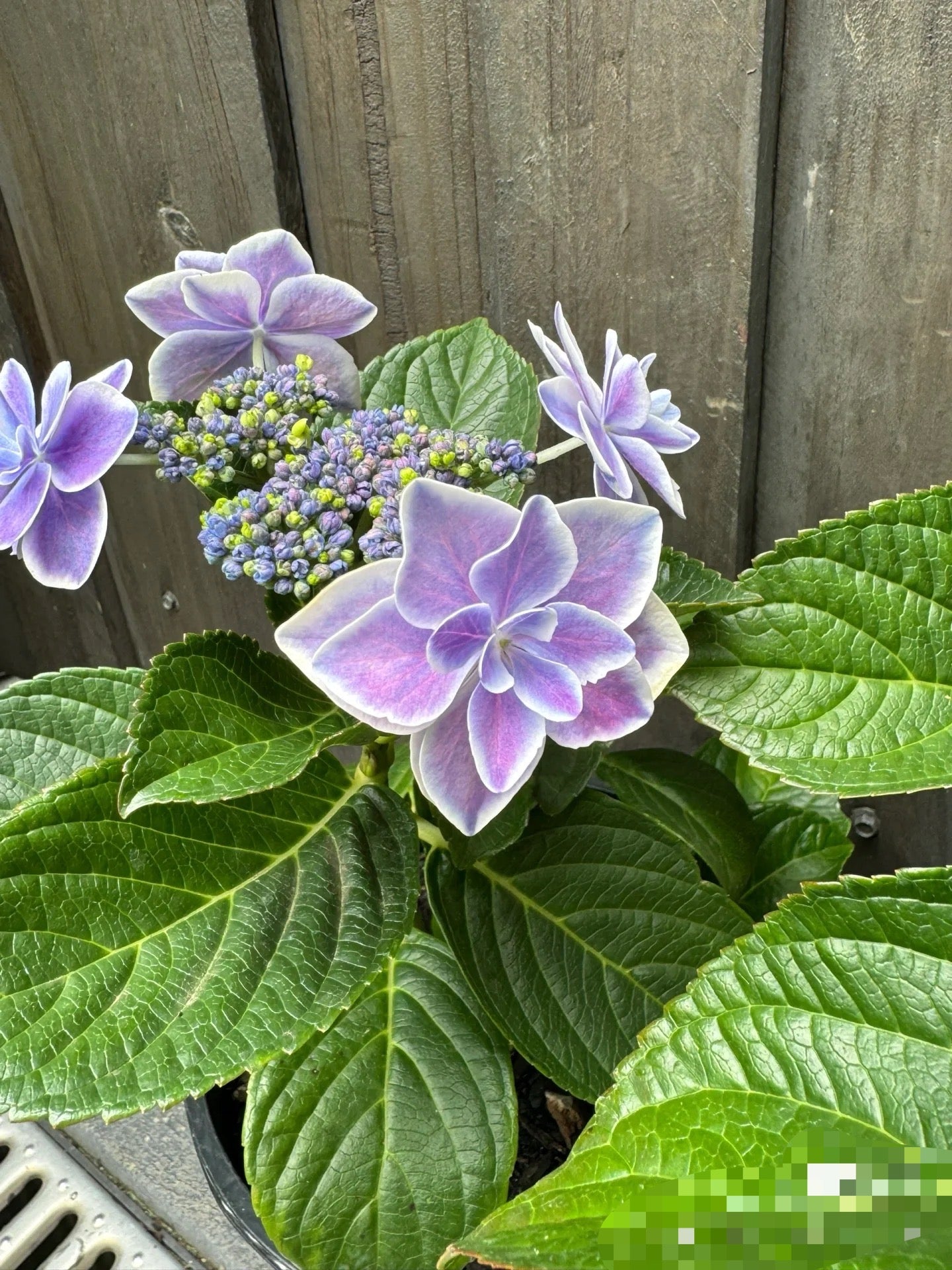 Hydrangea Kopeito