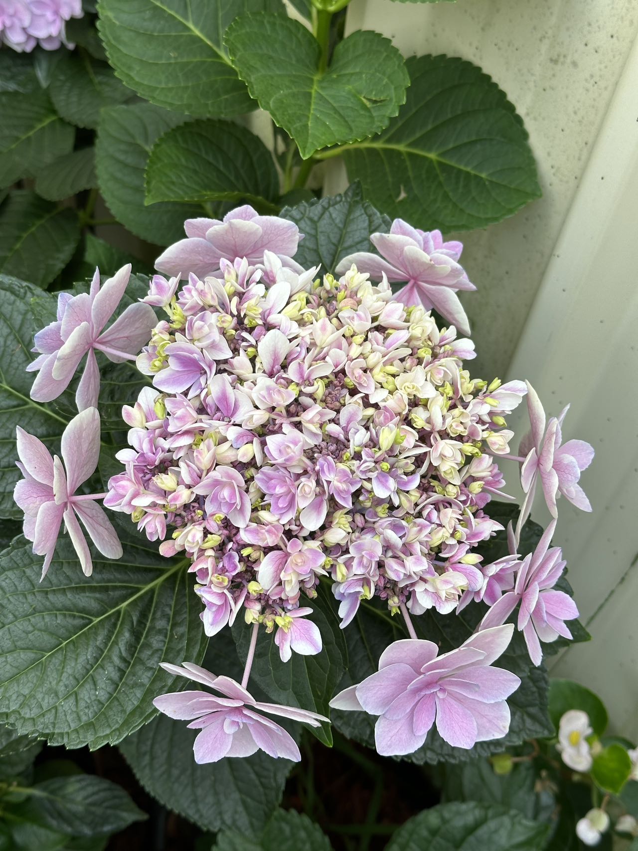 Hydrangea Kopeito