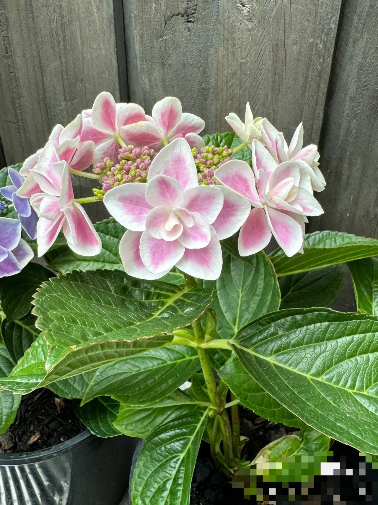 Hydrangea Kopeito