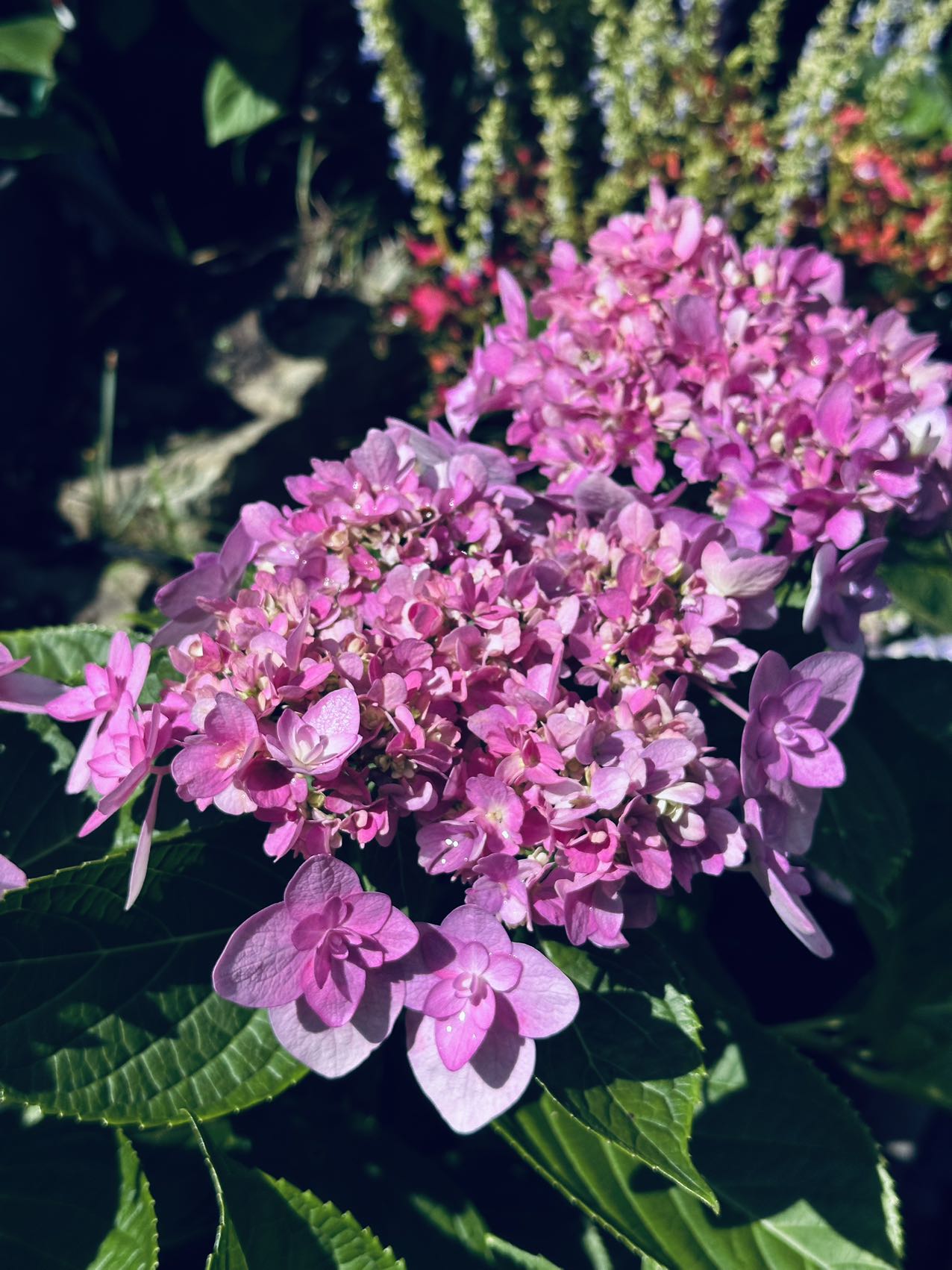 Hydrangea Mai Kujaku