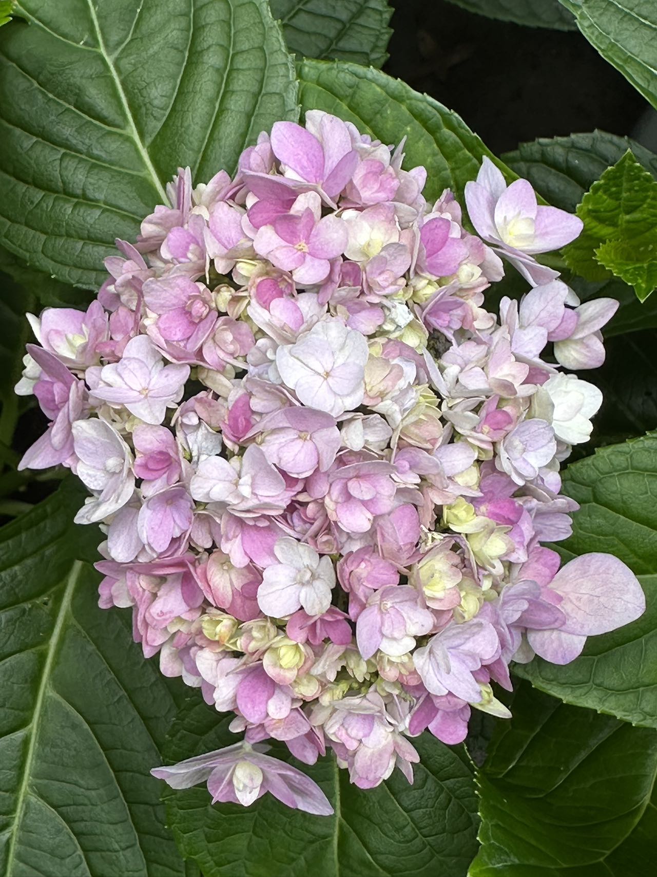 Hydrangea Mai Kujaku