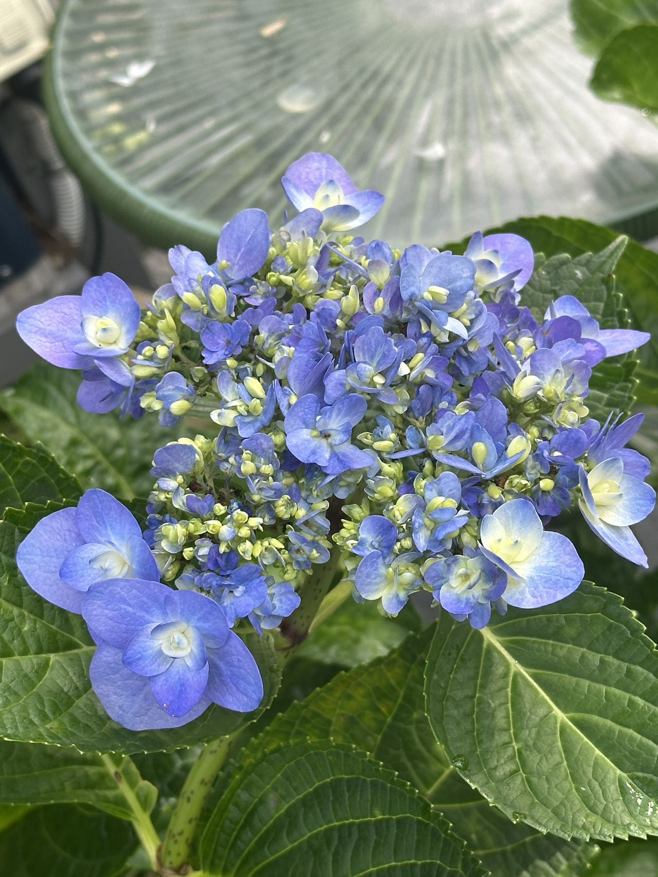 Hydrangea Mai Kujaku