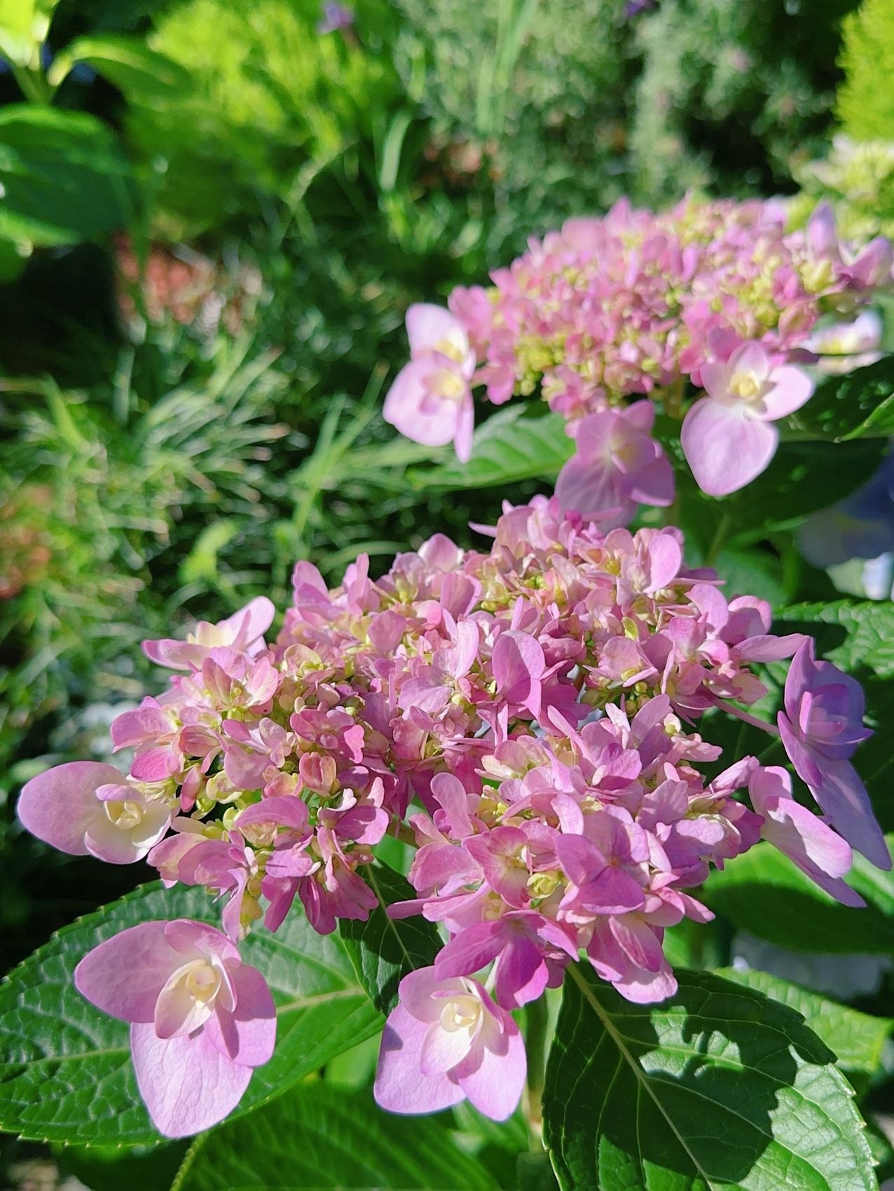 Hydrangea Mai Kujaku