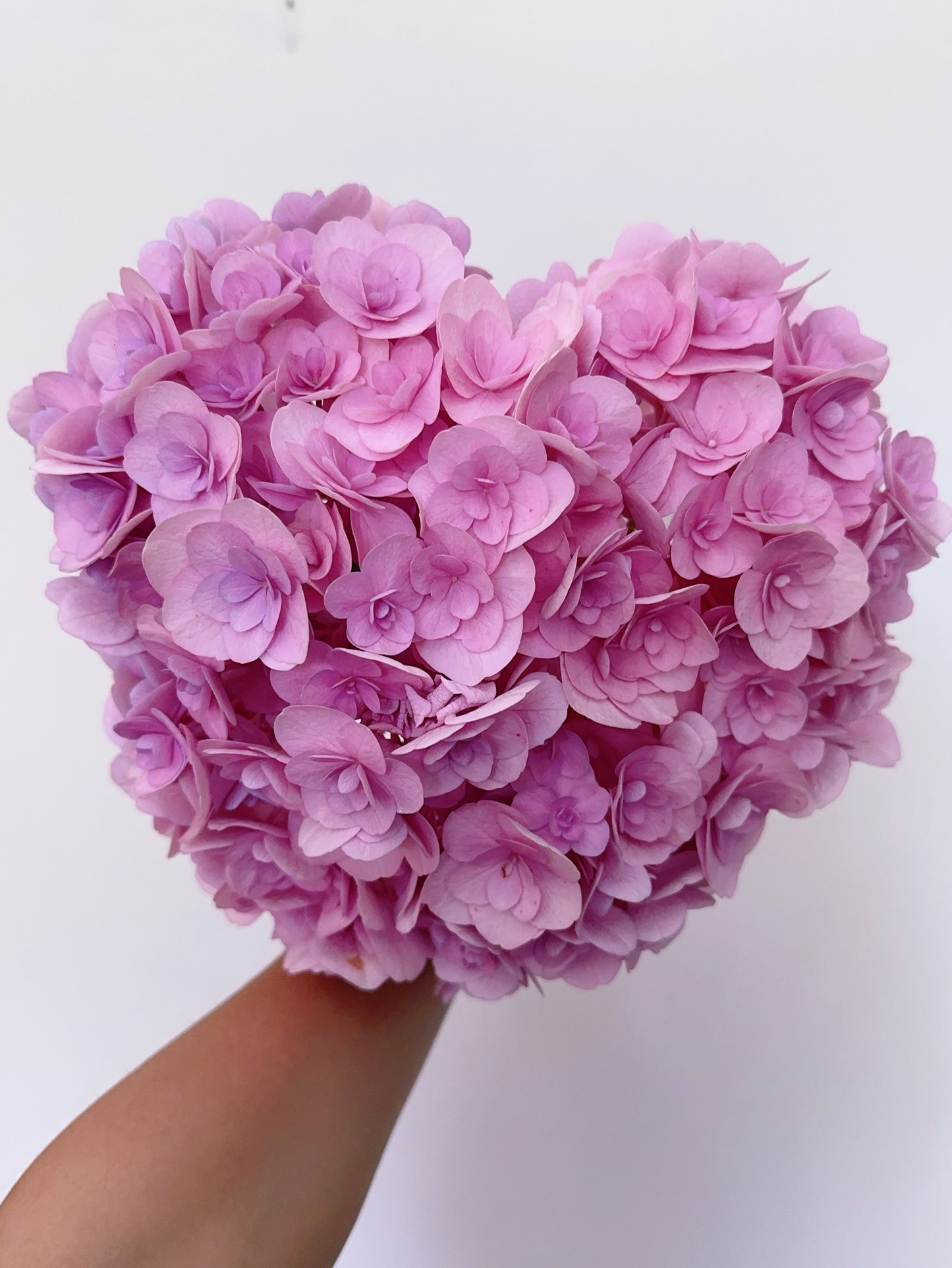 Hydrangea Love