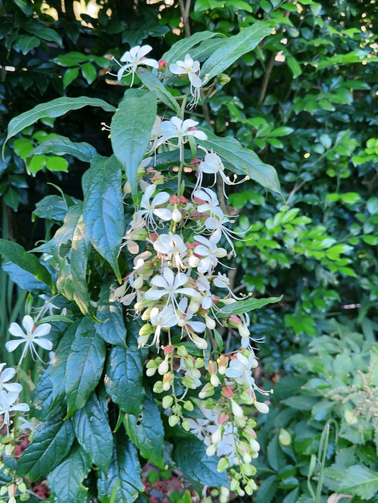 Nodding Clerodendrum