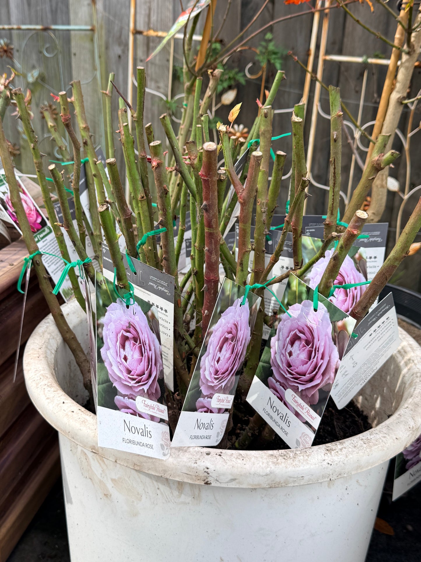     Healthy Novalis bare root rose
