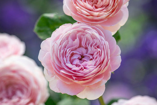 Queen of Sweden David Austin bare root rose